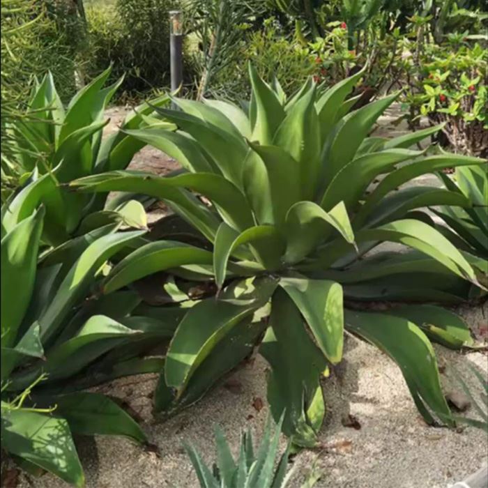 Agave attenuata