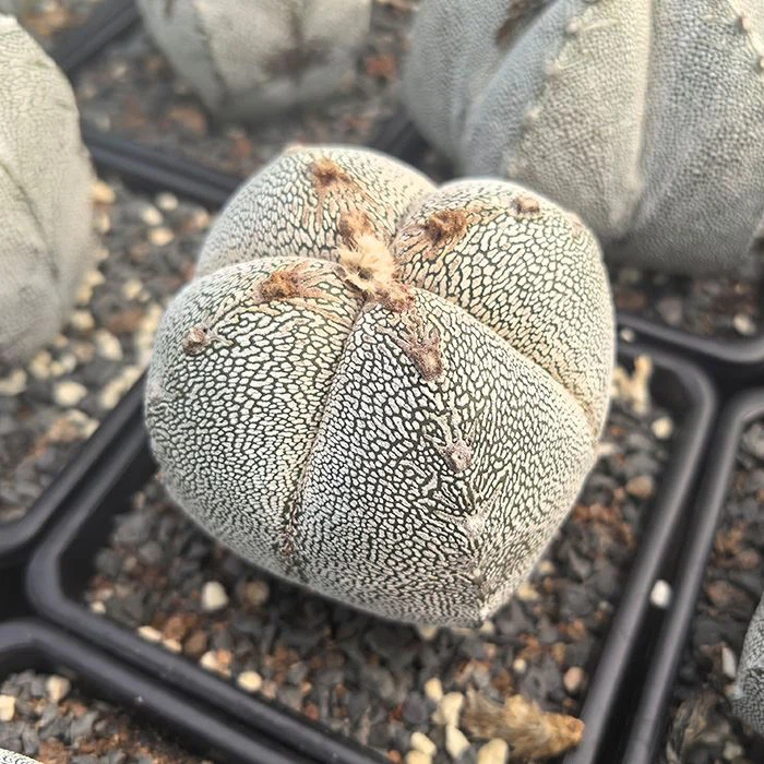 astrophytum myriostigma onzuka