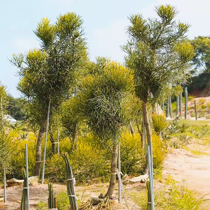 Cactus Euphorbia Tirucalli