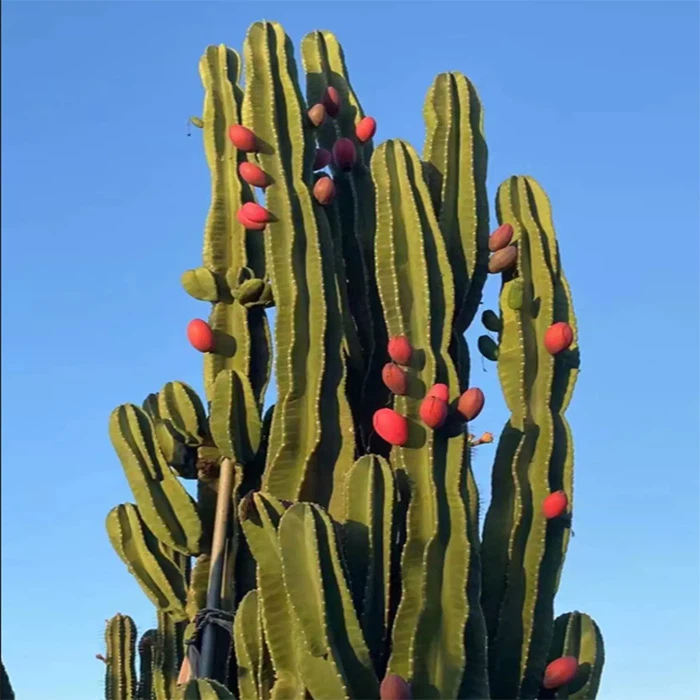 Cereus repandus
