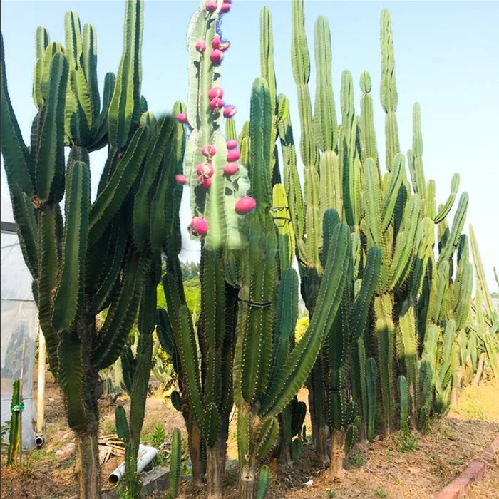 apple cereus cactus