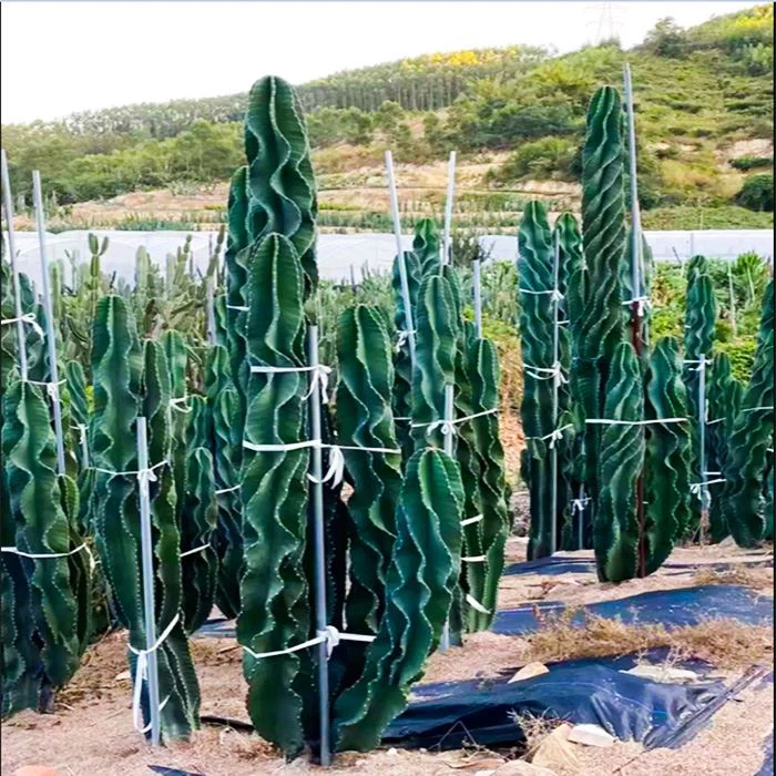 Peruvian Apple Cactus
