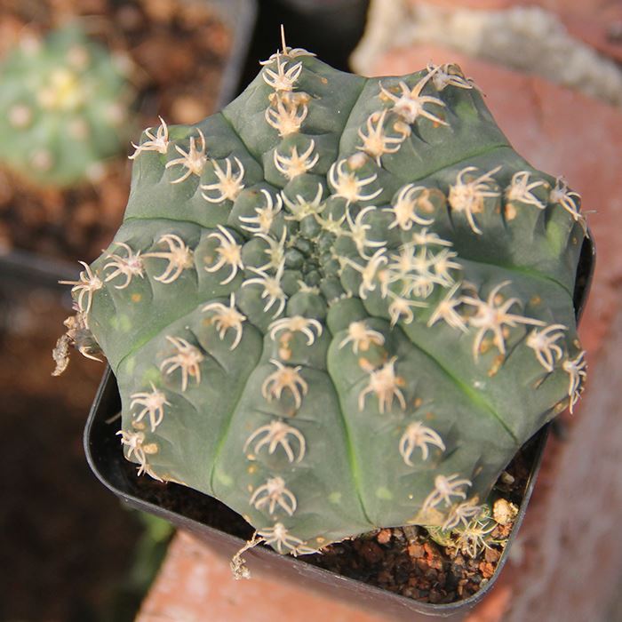Gymnocalycium Quehlianum