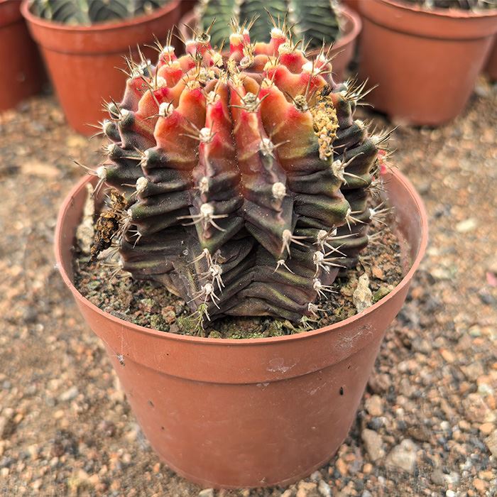 Gymnocalycium Stenopleurum