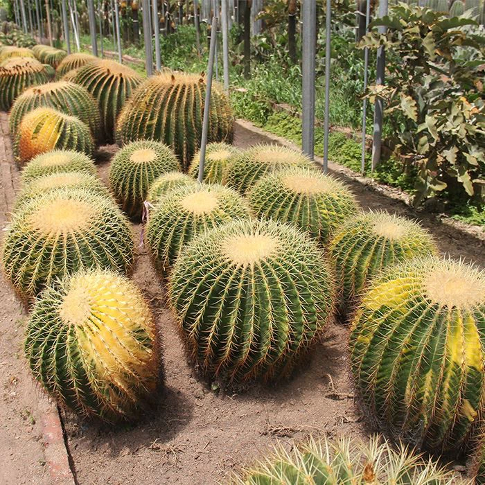 Large Golden Barrel Cactus