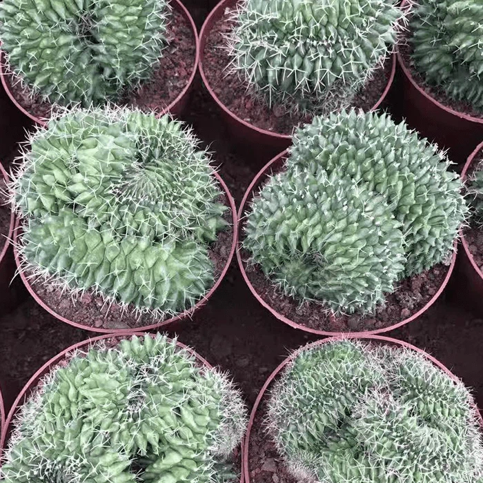 Mammillaria Magnimamma Cristata