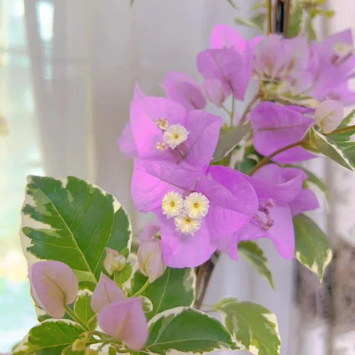 Bougainvillea 'Mrs Eva Variegata Purple'