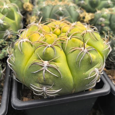 Gymnocalycium denudatum F. Variegata