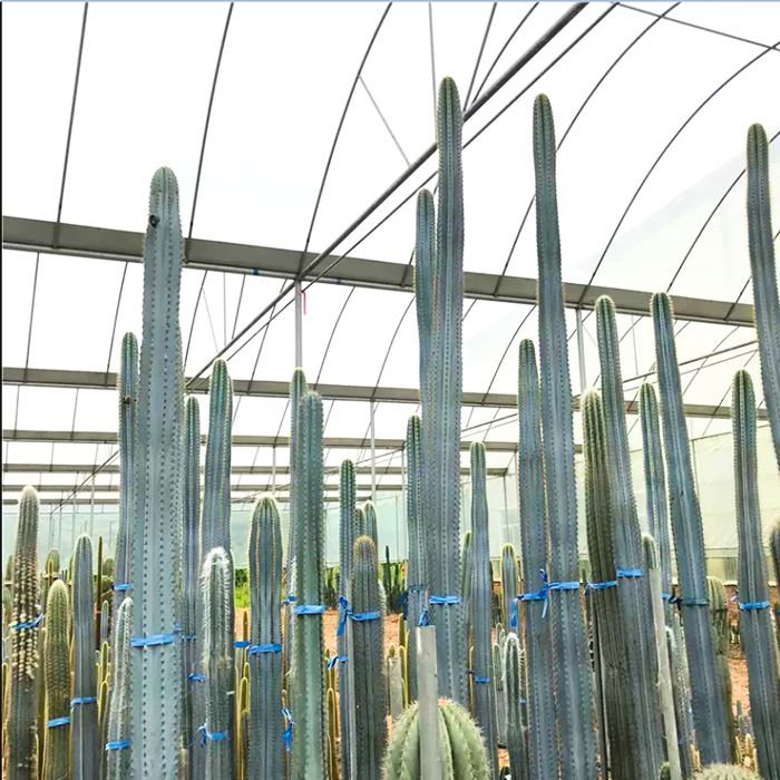 Cacto Colunar Azul Pilosocereus Pachycladus