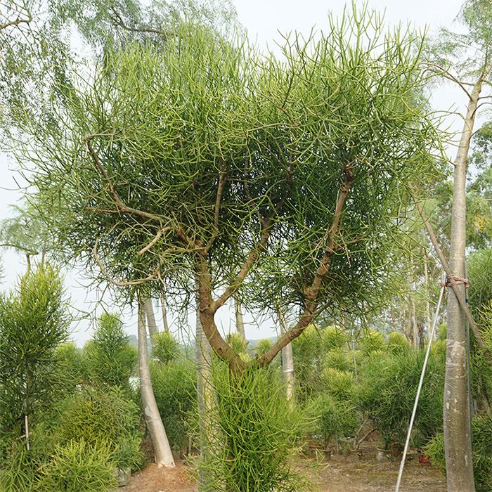 Cacto Euphorbia Tirucalli
