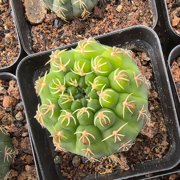Gymnocalycium Quehlianum Variegado