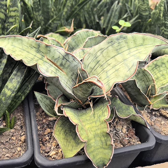 Sansevieria Prata Azul