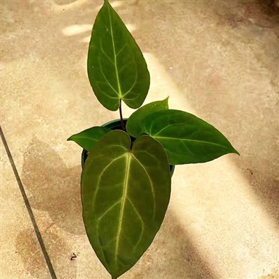 Planta antúrio dressleri