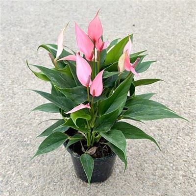 Antúrio Lilli Rosa
