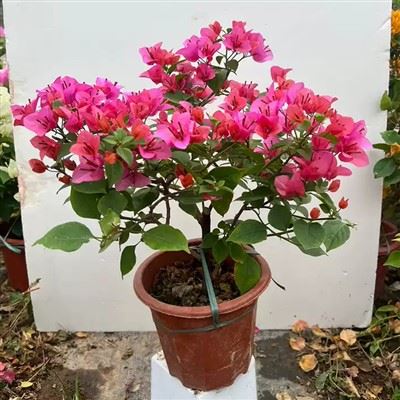 Buquê tropical de bougainville