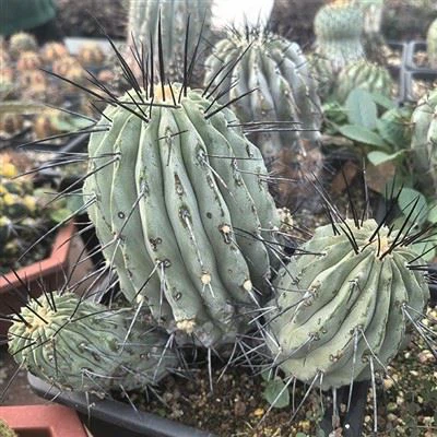 Copiapoa Columna-alba