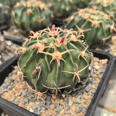 Echinocactus Texensis Cv. Kyoushi Ayanami