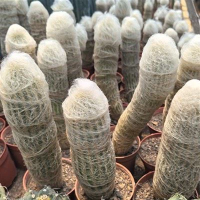 Cacto Espoa Lanata