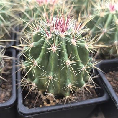 Ferocactus Stainesii Var. Piloso