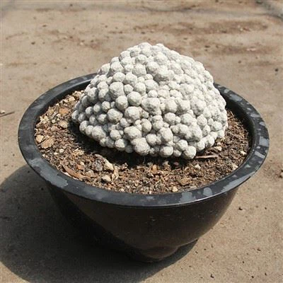 Grande Aglomerado Mammillaria Humboldtii