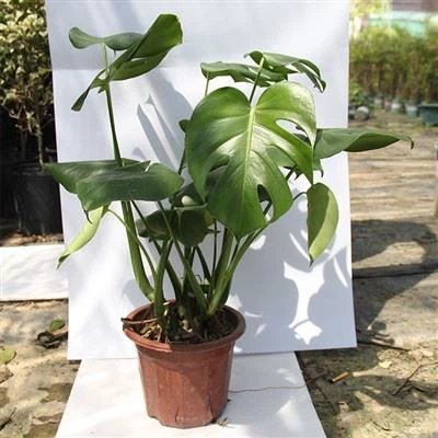 Planta Viva Monstera