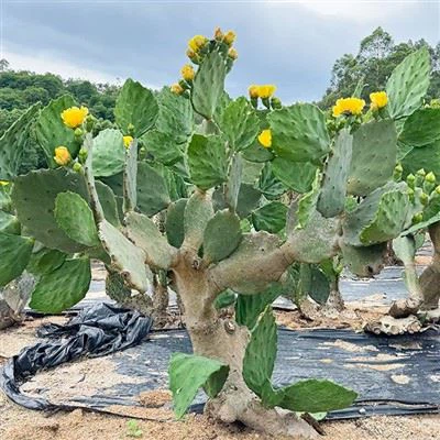 Opuntia Gomei 'Velho México'