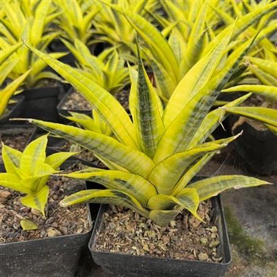 Sansevieria Cordova Variegada