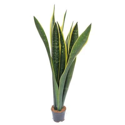 Sansevieria Trifasciata Preto Ouro