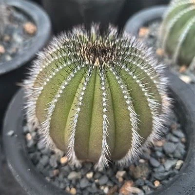 Uebelmannia Pectinifera Var. Pseidopectinífero