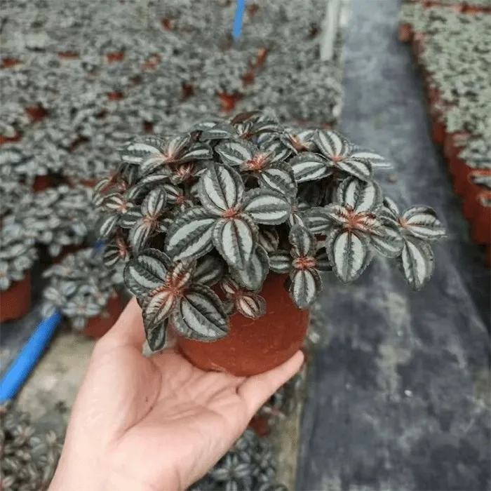 pilea norfolk care